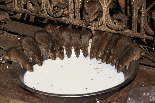 Holy rats drinking milk from a bowl, Karni Mata Temple, Deshnok,