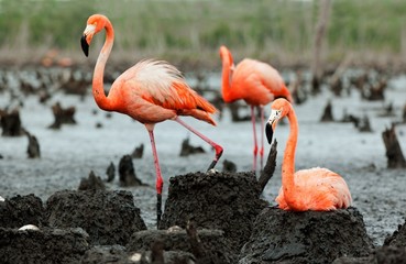 Fototapeta premium Flamingo (Phoenicopterus ruber) colony.