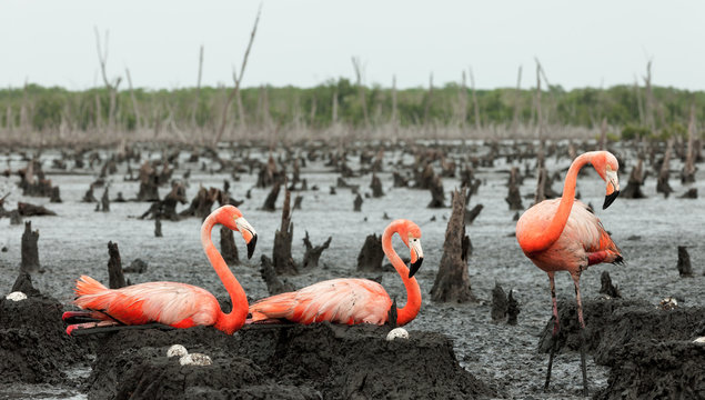 Fototapeta Flamingo (Phoenicopterus ruber) colony.