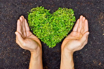 hands holding green heart shaped tree