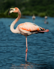 The American Flamingo (Phoenicopterus ruber)