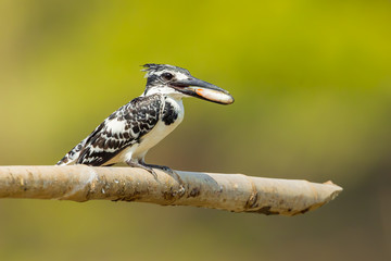 Pied Kingfisher (Ceryle rudis) wiht fish in her mount