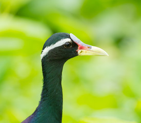 Close up portrait face of 	Portrait of Bronze-winged Jacana
