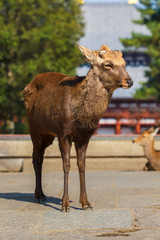 Sika Deer at the Great South Gate of Todaiji Temple