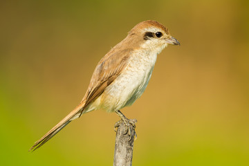 Young Brown shriken nature in the evening light
