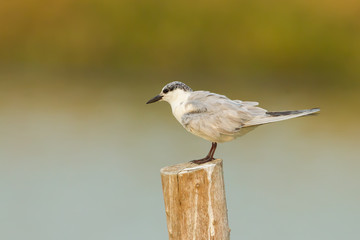 River Turn (Sterna Aurantia) in nature of Thailand