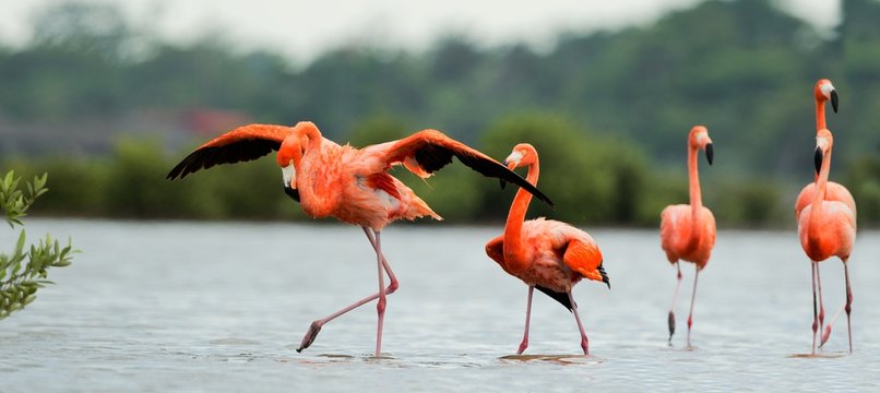 Fototapeta The flamingos walk on water.