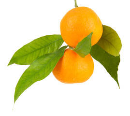 Ripe sweet tangerines with leaves, isolated on white