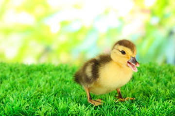 Cute duckling on green grass, on bright background