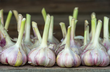 Harvest garlic