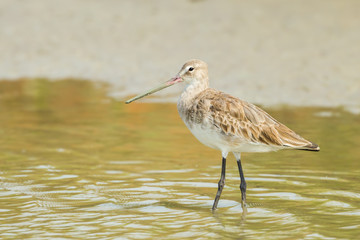 The portrait of Black-tailed Godwit in nature