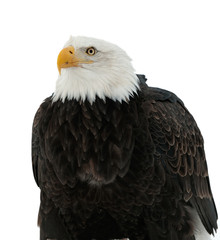 Close up Portrait of a Bald Eagle