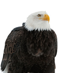 Fototapeta premium Close up Portrait of a Bald Eagle