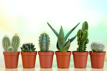 Collection of cactuses on wooden table