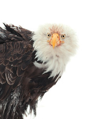 Close up Portrait of a Bald Eagle