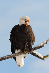 Close up Portrait of a Bald Eagle