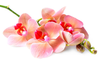Belle orchidée en fleurs isolée sur blanc