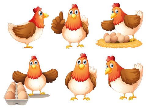 Chickens with eggs