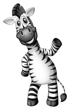 A smiling zebra standing