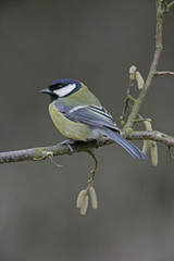 Obraz premium Great tit, Parius major