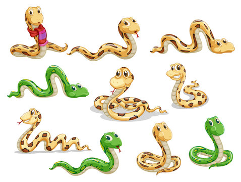 A group of voluptous snakes