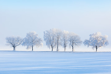 Fototapeta na wymiar Zimowe drzewa