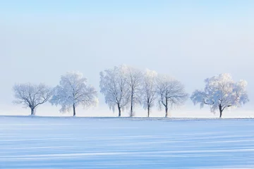 Photo sur Plexiglas Hiver Winter tree
