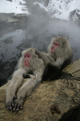 Snow monkey or Japanese macaque, Macaca fuscata