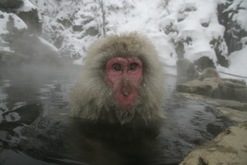 Snow monkey or Japanese macaque, Macaca fuscata