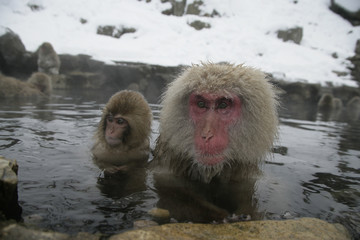 Snow monkey or Japanese macaque, Macaca fuscata