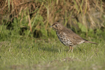 Fototapeta premium Song thrush, Turdus philomelos