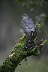 Sparrowhawk, Accipiter nisus