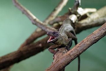 Lizard