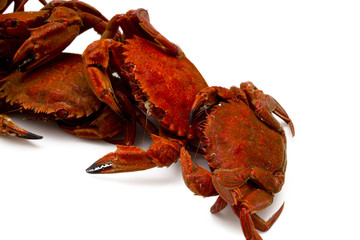 seafood isolated