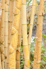 Fototapeta premium bambou jaune asiatique