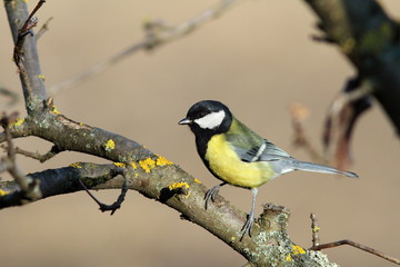 parus major on a branch