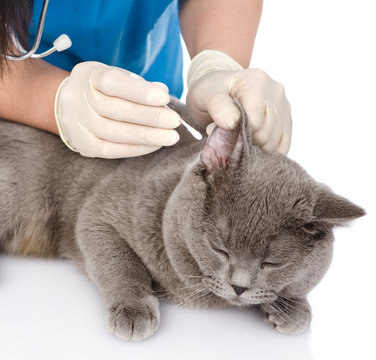 Veterinarian cleans ears cat. isolated on white background