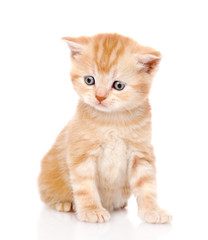 portrait scottish kitten. isolated on white background