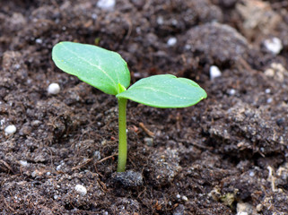 Cucumber sprout in the greenhouse