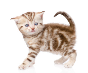 Scottish kitten looking at camera. isolated on white background