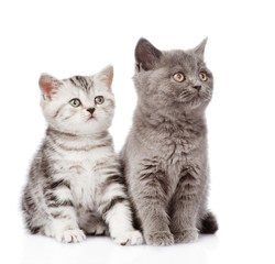 Fototapeta na wymiar Scottish kitten and british shorthair kitten. isolated on white