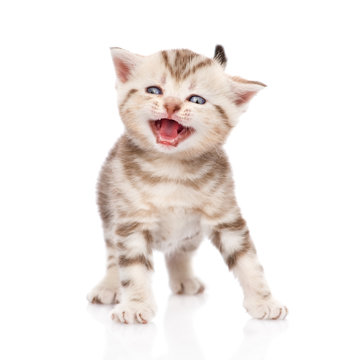 kitten meowing. isolated on white background