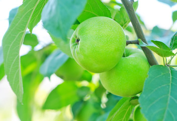 apples on tree