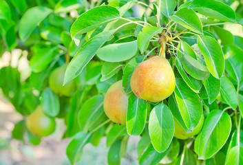 pear on tree