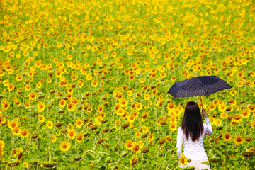 Young Woman with Umbrealla in Sunflower Field