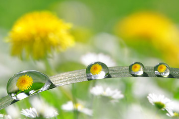 Fresh grass with dew drops close up - obrazy, fototapety, plakaty