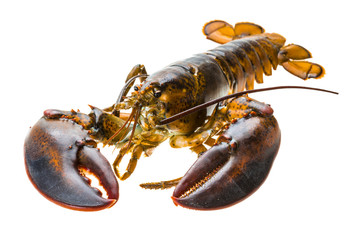 Raw lobster