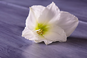 Obraz na płótnie Canvas Closeup of white amaryllis flower on purple table