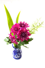 Chrysanthemum flower