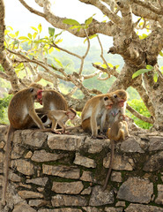 Naklejka premium monkey group